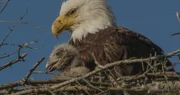 Bald eagle and her chicks.