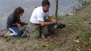 Ein Kaiman wird für die Markierung eingefangen.