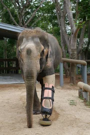 Motala ist Dauerpatient im Elefantenkrankenhaus von Lampang und einer von weltweit zwei Elefanten mit einer Beinprothese.