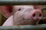 Seit 1989 bewirtschaften Paula und Josef Weber den Gemischtbetrieb mit Milchkühen und Mastschweinen ökologisch.