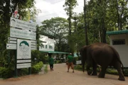 1993 wurde das weltweit erste Krankenhaus für Elefanten in Lampang (Thailand) eröffnet.