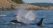 Orcas patrouillieren die Küsten vor dem Olympic Nationalpark.
