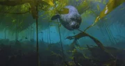 Der Kelpwald der Pazifikküste bietet Seehunden (Phoca vitulina) Schutz vor Haien und Orcas.