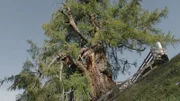 Die Lärche im Wallis.