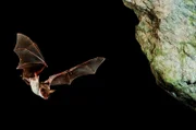 Bist du es Dracula? Das große Mausohr ist eine von 26 verschiedenen Fledermausarten Transsilvaniens.