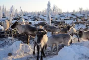 Eine Rentierherde in Lappland in Nordschweden. Im Kampf gegen die ansteckende Hirnkrankheit CWD sind in Norwegen seit November wildlebende Rentiere getötet worden.
