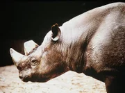 Nashorn