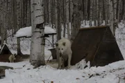 Einer der Hunde von Michael Manzo wartet auf seinem Grundstück in der Nähe der Delta Junction auf sein Futter. (National Geographic/Rory Blackmon)