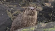 Was kann Gudrun von einem Otter, einem eleganten Schwimmer und geschickten Krabbenjäger lernen?