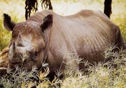 Die Wildhueter vom Chete Park in Simbabwe, Mike Kock und Norman English, bemuehen sich, die Tiere in dramatischen Jagden vor den Wilderern zu schuetzen.