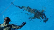 Ein Zitronenhai schwimmt an Nick DiGiacomo vorbei.
