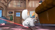 Waschbär