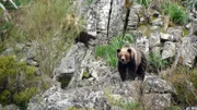 Bär zwischen Felsen. Die Verwendung des sendungsbezogenen Materials ist nur mit dem Hinweis und Verlinkung auf RTL+ gestattet.