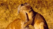 Puma erlegt ein Guanako.