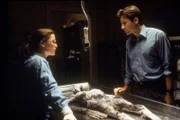 Gillian Anderson, David Duchovny.