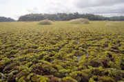 Die Biomasse des Schwimmfarns Salvinia molesta verdoppelt sich alle zehn Tage. Die invasive Pflanzenart hat enorme Auswirkungen auf die ökologischen und sozialen Aspekte des Ossa-Sees.