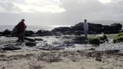 Die Strandkrabbe 1