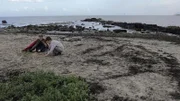 Die Strandkrabbe 2