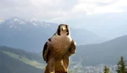 Wanderfalken gehören mit einer Flug-Geschwindigkeit von über 300 Stundenkilometern zu den schnellsten Vögeln.