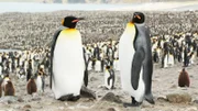 Penguins