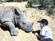 Babynashorn in love:, Hunter und Jambo schmusen.