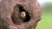 Das kugelige Nest des Töpfervogels besteht aus Lehm.