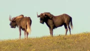 Die Gnus in Umkhondo.