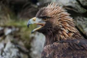 Greifvogel  +++