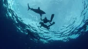 Oceanic white tips are ocean going sharks. They’re thought to have taken the lives of many shipwrecked mariners during WW2.