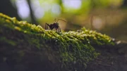 Zum Kinostart des Animationsfilms „Die Winzlinge 2: Abenteuer in der Karibik“ lässt ARTE die niedlichen Krabbeltiere der Filmemacher Thomas Szabo und Hélène Giraud auf Entdeckungsreise in Frankreichs Nationalparks gehen.