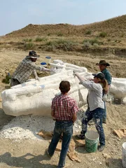 CK prep team has jacketed the Triceratops skull found on Clayton’s brother’s land.