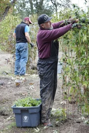Zwei Männer sind mit der Gartenarbeit beschäftigt