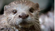 Zwergotter im Zoo am Meer Bremerhaven