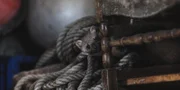 Der Baummarder ist ein sehr guter Baumkletterer, der an seinen Lebensraum den Wald gebunden ist.