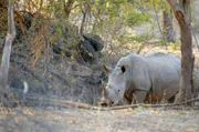 Da jedes Breitmaulnashornweibchen nur ein Kalb zur Welt bringt, ist jedes Tier extrem wertvoll. Nachdem sie in Sambia als ausgestorben galten, leben dort jetzt wieder acht Breitmaulnashörner in einem Schutzgebiet.