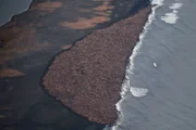 Beweisfoto von 35.000 Walrossen, die sich an einem Strand in Alaska versammeln