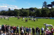 Die Ponyshow von Clifden – die wichtigste Veranstaltung rund um Connemara-Ponys