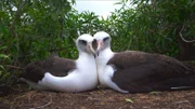 Ausgewachsene Albatrosse brüten in derselben Kolonie, in der sie selbst aufwuchsen.