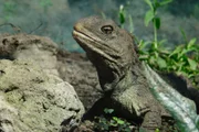 Die Brückenechse ist ein sogenanntes lebendes Fossil, da sie sich seit der Urzeit äußerlich kaum verändert hat.