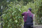 Ein Mann kümmert sich um eine Pflanze im Garten