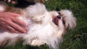 Chihuahuas are the smallest dog breed in the world.