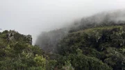 Weite Aufnahme einer Nebelwaldlandschaft.