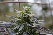 Cannabis als Rauschmittel