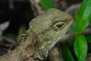 Die Brückenechse ist die einzige Überlebende einer uralten Gruppe, der sogenannten Schnabelköpfe. Der Ursprung der Brückenechse liegt vor der Zeit der Dinosaurier.