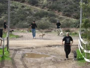 The parolees take dogs for a walk