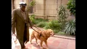 Blindenhund Buff ist seinem Herrchen Lloyd Weeks (Bill Henderson) seit vielen Jahren treu ergeben. Eines Tages schlägt Buff ein jämmerliches Geheul an...