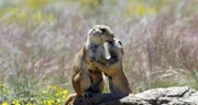 Beim Küssen vom Spionage-Roboter beobachtet: zwei Präriehunde in Colorado, USA.