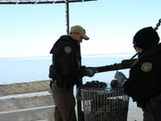Wardens Trey Kram and Chelsea Bailey checking oysters.