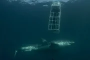 Great White Shark