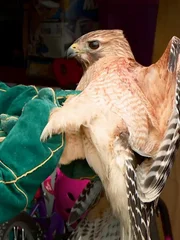 The northern goshawk.